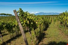424010609211207_frascati vigneti_2033406338.jpg